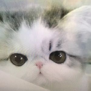 Meet your Posher, Lawrence